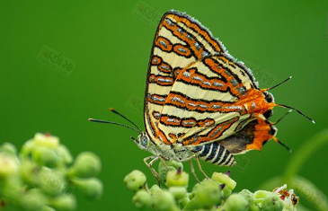 প্রজাপতির ডানার সাথে প্রজাপতির মিল রয়েছে